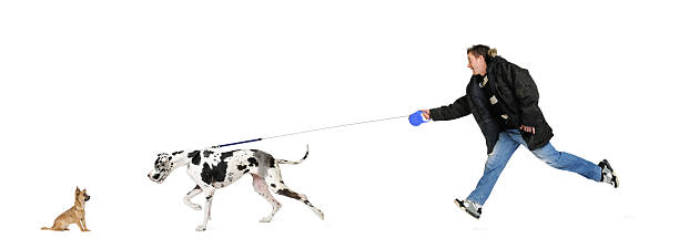 человек ходить его собака (немецкий дог 4 лет - imbalance giant small large стоковые фото и изображения