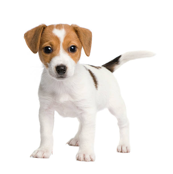 cachorro jack russell (7 semanas - terrier jack russell fotografías e imágenes de stock