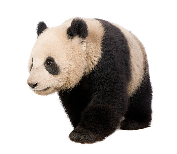 istock Giant Panda (18 months) - Ailuropoda melanoleuca 93216616