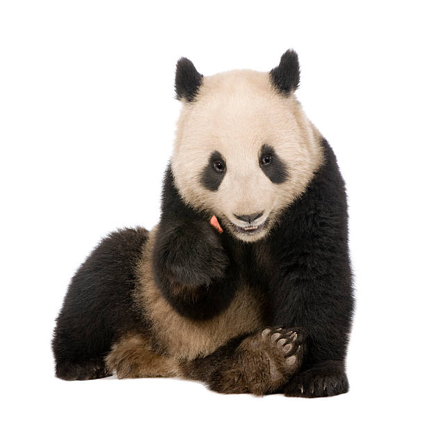 istock Giant Panda (18 months) - Ailuropoda melanoleuca 93216619
