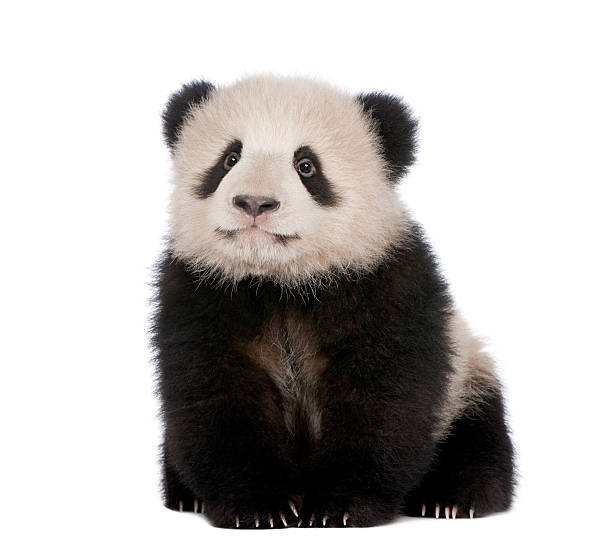 giant panda (6 miesięcy)-ailuropoda melanoleuca - melanoleuca zdjęcia i obrazy z banku zdjęć