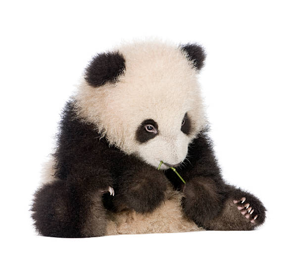 istock Giant baby panda at six months old 93216621
