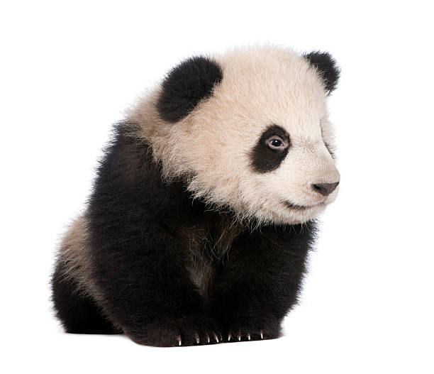 istock Giant Panda (6 months) - Ailuropoda melanoleuca 93216622