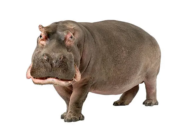 Photo of Grown hippopotamus aged 30 years on a white background