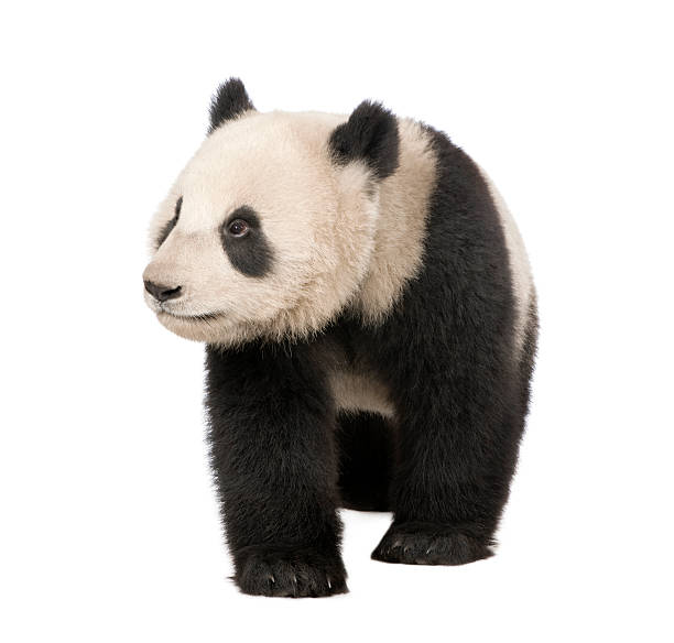 istock Giant Panda (18 months) - Ailuropoda melanoleuca 93216627