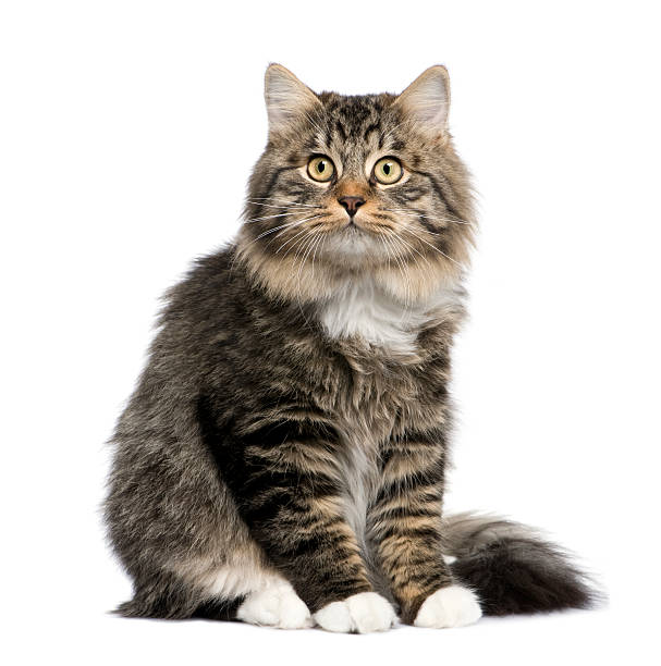 istock Multicolored European cat on white background 93216629