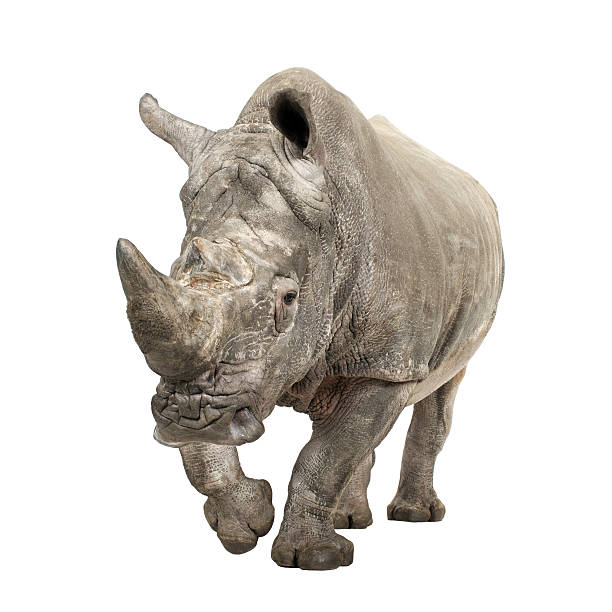 istock A 10 year old white rhinoceros on a white background 93216631