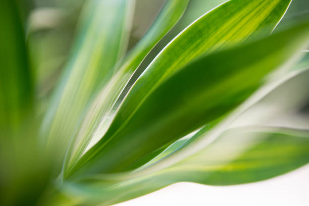 Close up of grass leaf  with bokeh background.