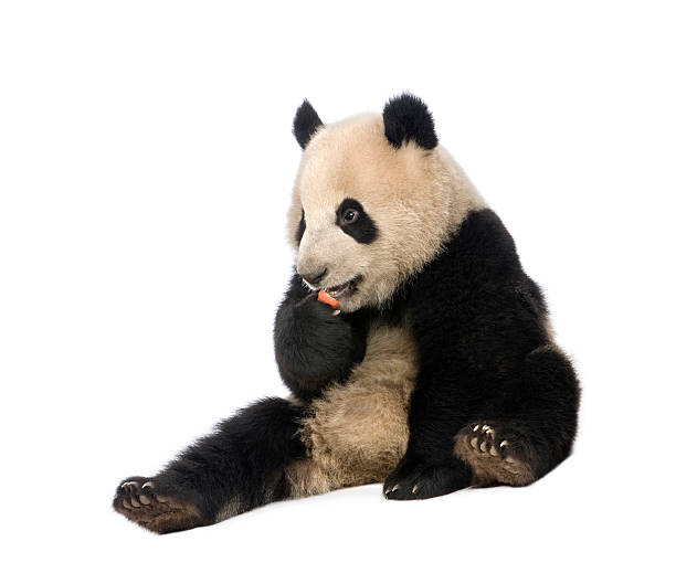 istock Giant Panda (18 months) - Ailuropoda melanoleuca 93216664