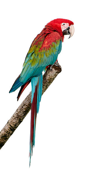istock Beautiful green-winged macaw parrot on a tree branch 93216773