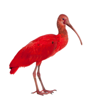 Scarlet Ibis - Eudocimus ruber in front of a white background.