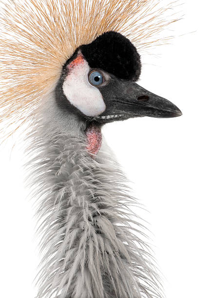 istock Grey Crowned Crane - Balearica regulorum (18 months) 93216790