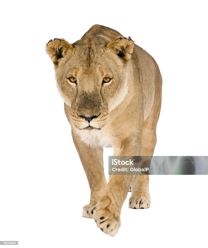 Eight year old lioness Panthera leo on white background Lioness (8 years) - Panthera leo in front of a white background. Lioness - Feline Stock Photo