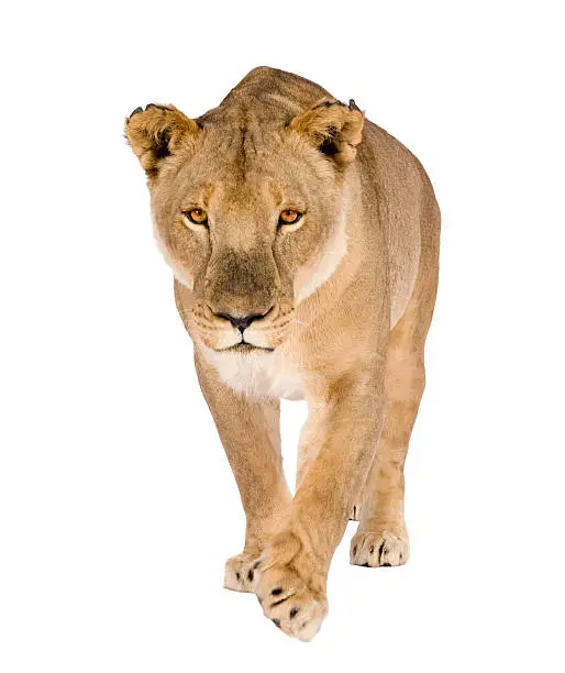 Lioness (8 years) - Panthera leo in front of a white background.