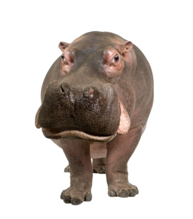 Hippopotamus - Hippopotamus amphibius (30 years) in front of a white background.