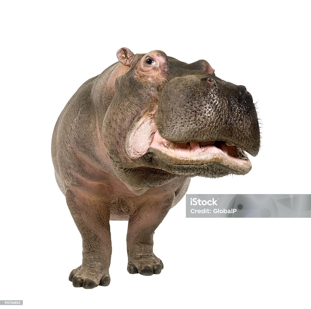 Hippopotamus (30 years) Hippopotamus - Hippopotamus amphibius (30 years) in front of a white background. Hippopotamus Stock Photo