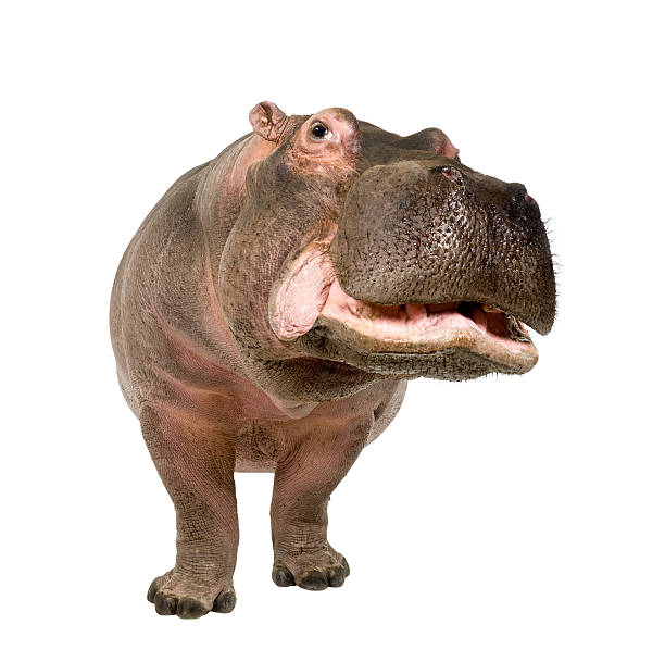 Hippopotamus (30 years) Hippopotamus - Hippopotamus amphibius (30 years) in front of a white background. hippopotamus stock pictures, royalty-free photos & images