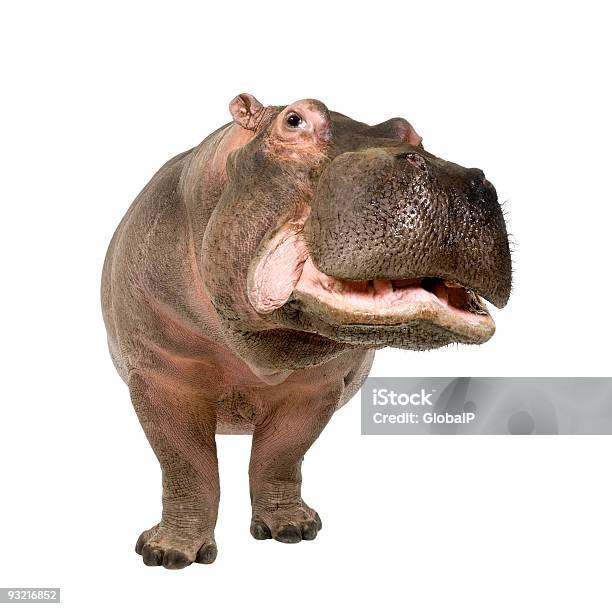 Hippopotamus Stock Photo - Download Image Now - Hippopotamus, Cut Out, Animal