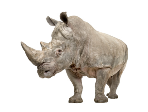 White Rhinoceros Stock Photo - Download Image Now - Rhinoceros, White  Background, Cut Out - iStock