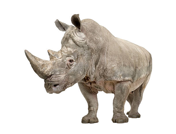 white rhinoceros (/ - 10 lat - rhinoceros zdjęcia i obrazy z banku zdjęć