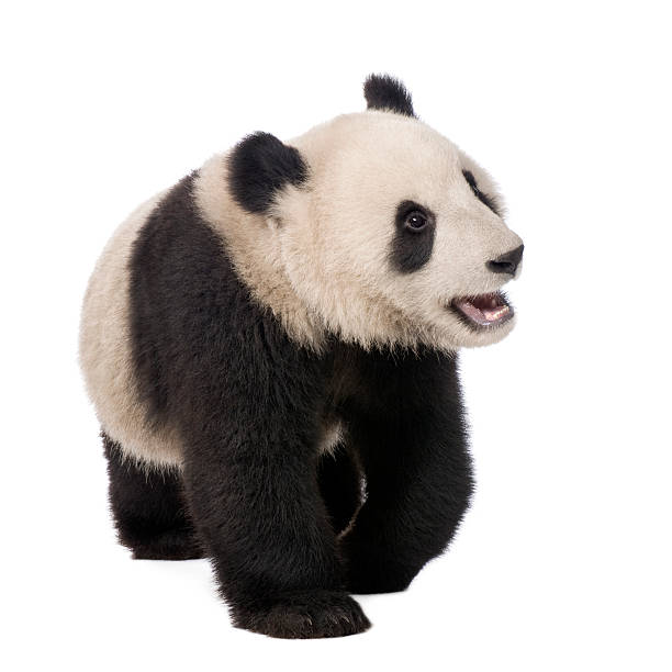 istock Giant Panda (18 months) - Ailuropoda melanoleuca 93216873
