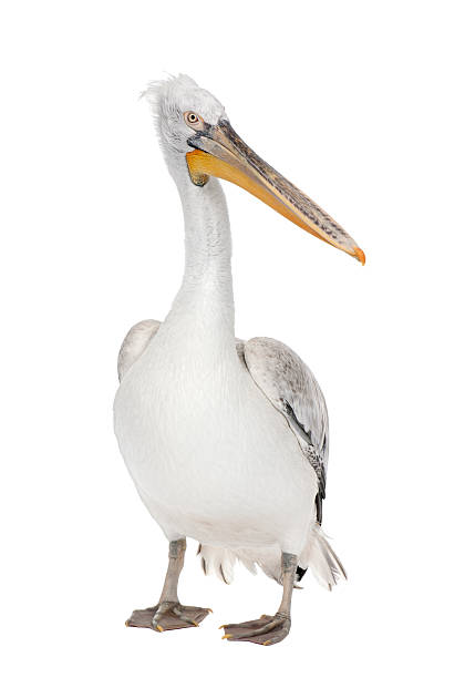 istock Dalmatian Pelican - Pelecanus crispus (18 months) 93216875