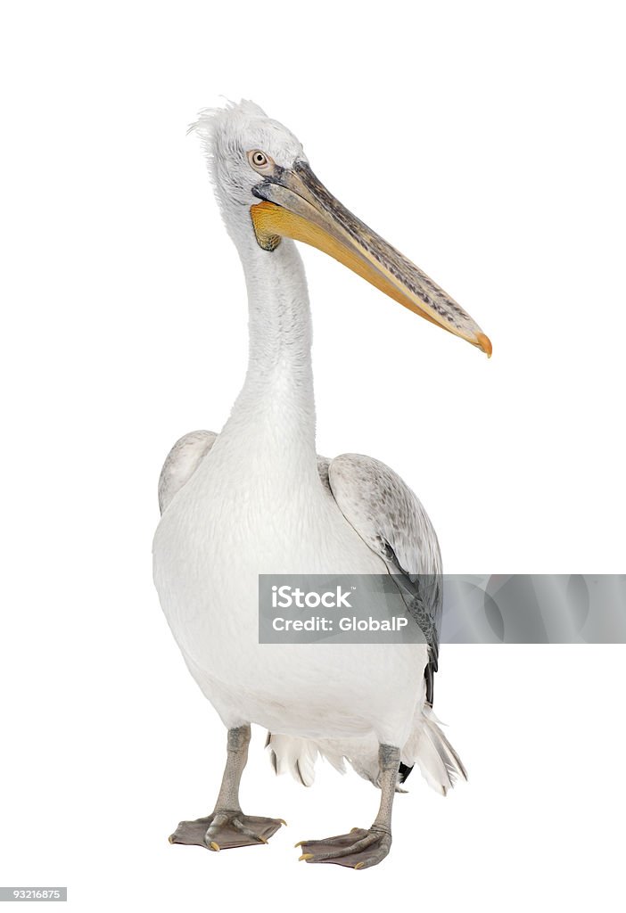 Dalmatian Pelican - Pelecanus crispus (18 months)  Cut Out Stock Photo