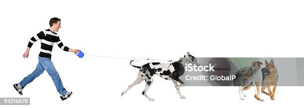 Photo libre de droit de Homme Marchant Son Chien Great Dane 4 Ans banque d'images et plus d'images libres de droit de Chien - Chien, Courir, Fond blanc