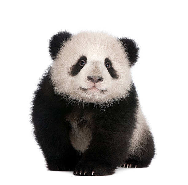 6-month-old Giant panda on a white background Giant Panda (6 months)  in front of a white background. young animal stock pictures, royalty-free photos & images