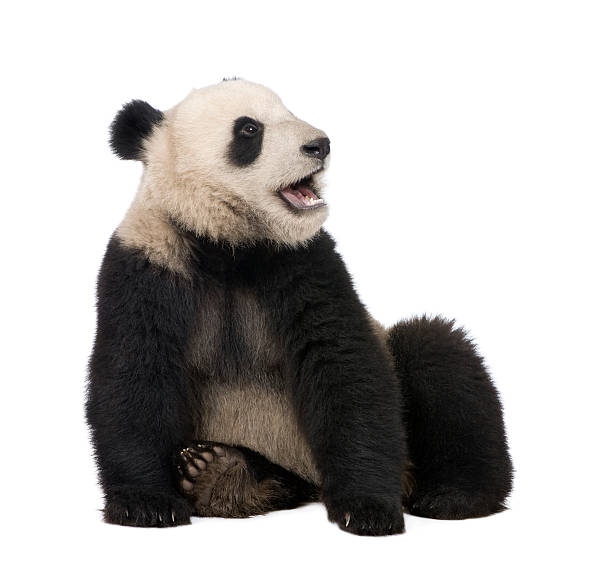 istock Giant Panda (18 months) - Ailuropoda melanoleuca 93216890