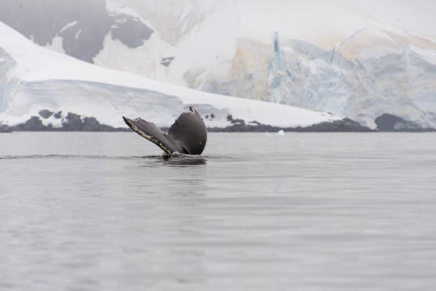 istock Humpback whale fluke in Antarctic sea 932168952