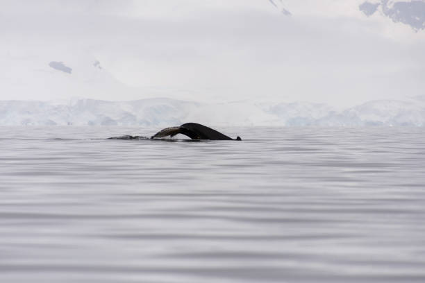 istock Humpback whale fin with iceberg on background 932169116