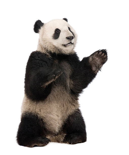 istock Giant Panda (18 months) - Ailuropoda melanoleuca 93216920