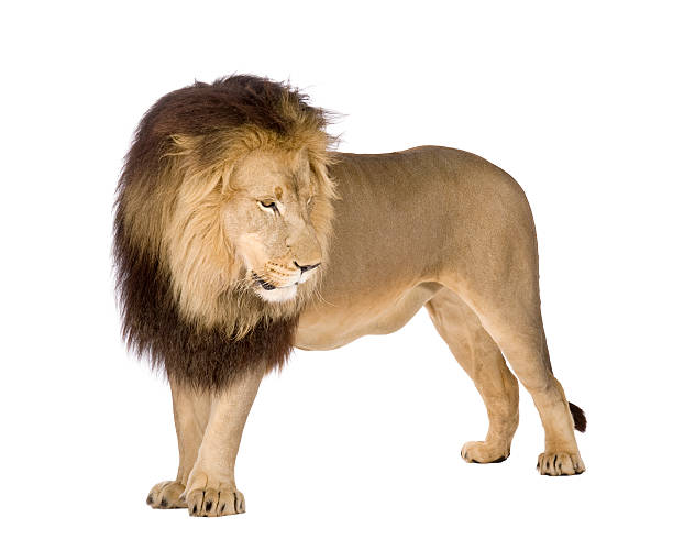 istock Side view of lion - Panthera Leo isolated on white 93216976