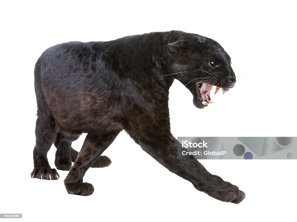 검은표범 (6 세 - 로열티 프리 검은표범 스톡 사진