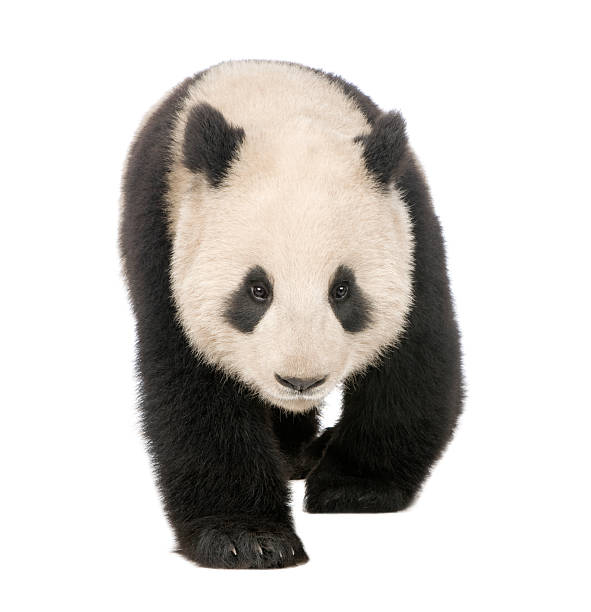 istock Giant Panda (18 months) - Ailuropoda melanoleuca 93217015