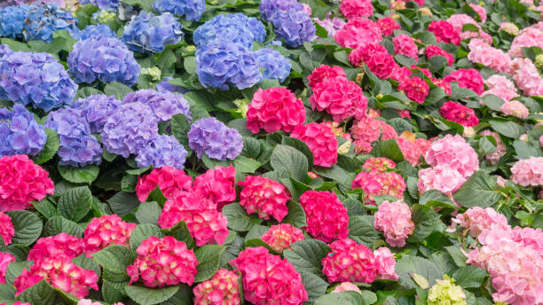 istock Blue and pink hydrangea flower in a garden. 932170250