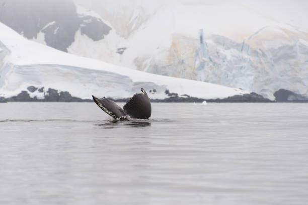 istock Humpback whale fluke in Antarctic sea 932170422