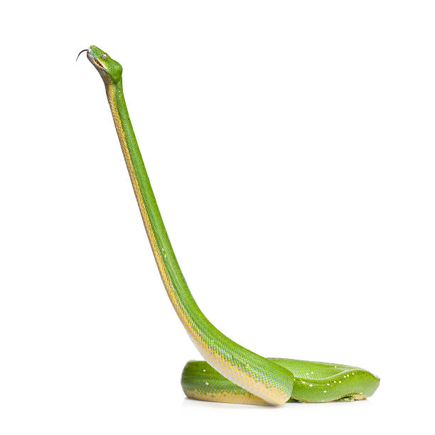 python vert-morelia viridis (5 ans - green tree python photos et images de collection