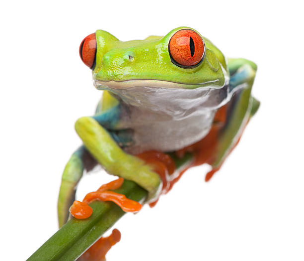 istock Red-eyed Tree Frog - Agalychnis callidryas 93217096