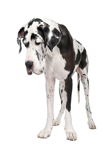istock Black and white Great Dane puppy 93217117
