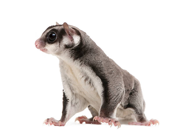 cukier glider-petaurus breviceps (3 lata - rodent marsupial squirrel glider australia zdjęcia i obrazy z banku zdjęć