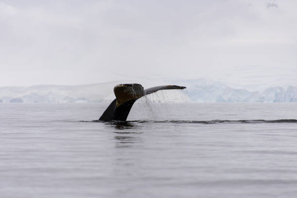 istock Humpback whale fluke in Antarctic sea 932171292