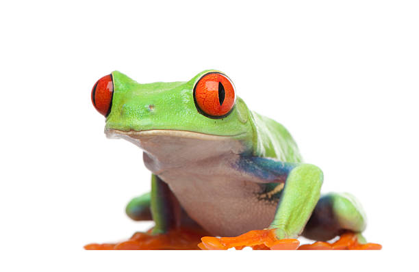 istock Red-eyed Tree Frog - Agalychnis callidryas 93217154
