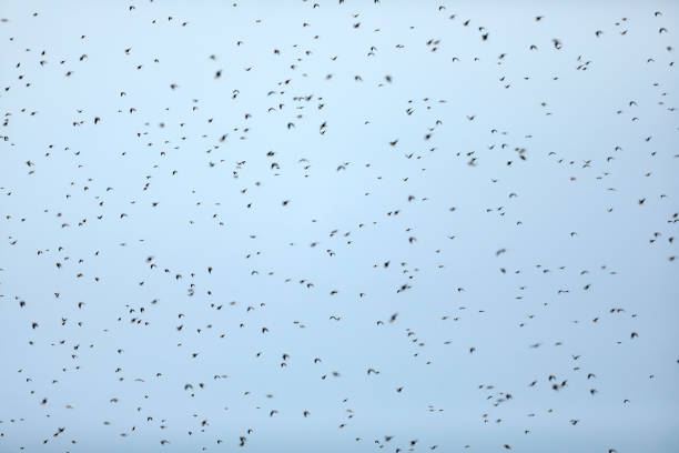 istock Hundreds of Vultures flying 932171628