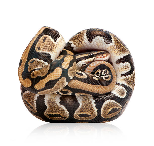 Ball Python Head Upclose 1,000+ Ball Python Close Up Stock Photos, Pictures & Royalty-Free ...