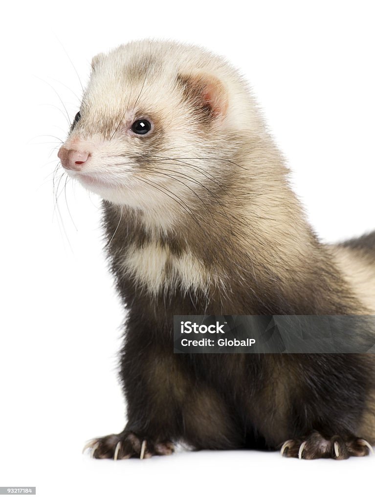 ferret - Mustela putorius furo  Animal Stock Photo