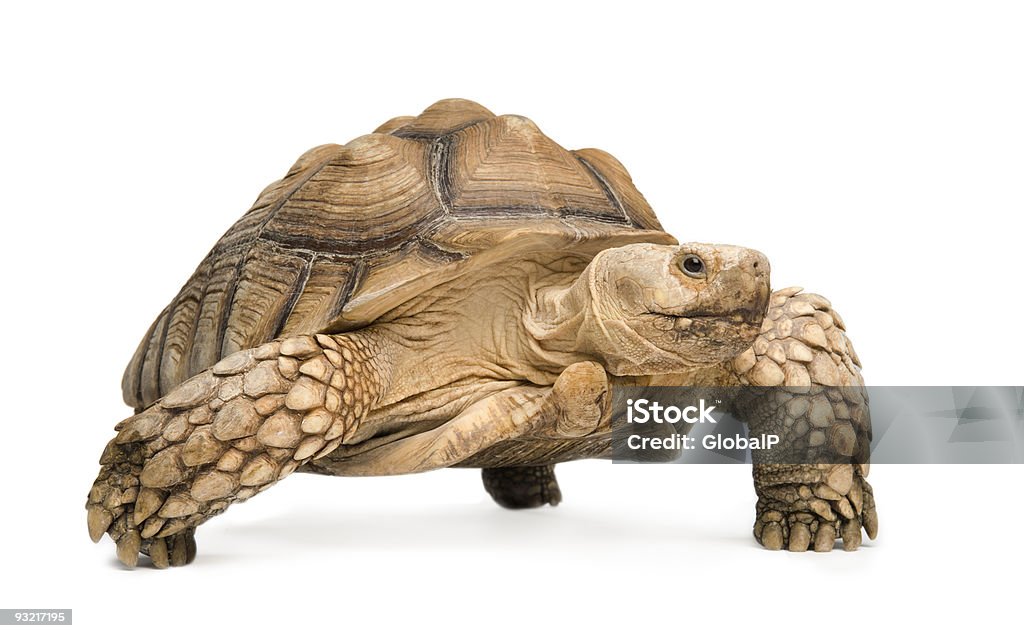 African spurred tortoise in a white background African Spurred Tortoise - Geochelone sulcata in front of a white background. Tortoise Stock Photo