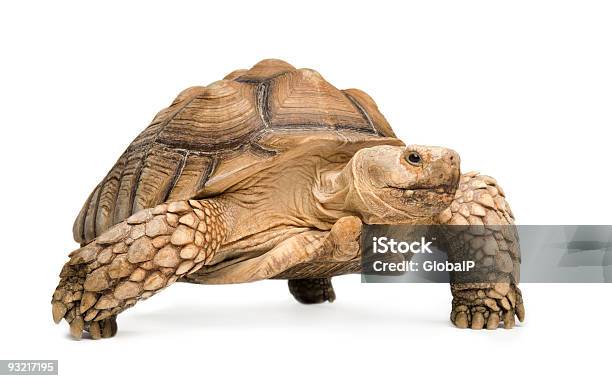 African Spurred Tortoise In A White Background Stock Photo - Download Image Now - Tortoise, Turtle, White Background