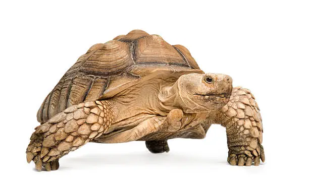 African Spurred Tortoise - Geochelone sulcata in front of a white background.